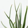 ALOE X SAFARI SUNRISE MACETA 3L