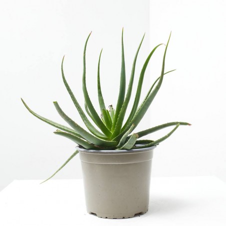 ALOE X SAFARI SUNRISE MACETA 3L