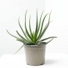 ALOE X SAFARI SUNRISE MACETA 3L