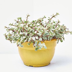 PORTULACARIA AFRA TARRINA 25CM VARIEDADES