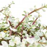 PORTULACARIA AFRA TARRINA 25CM VARIEDADES