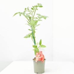 TOMATE GORDO INJERTADO MACETA 11CM