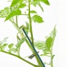 TOMATE GORDO INJERTADO MACETA 11CM