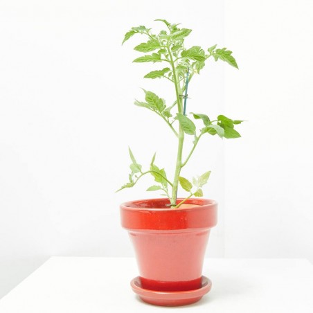 TOMATE GORDO INJERTADO MACETA 11CM