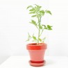 TOMATE GORDO INJERTADO MACETA 11CM