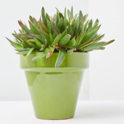 HAWORTHIA PENTAGONA  M-13