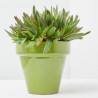 HAWORTHIA PENTAGONA  M-13