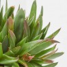 HAWORTHIA PENTAGONA  M-13