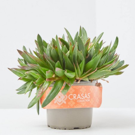 HAWORTHIA PENTAGONA  M-13