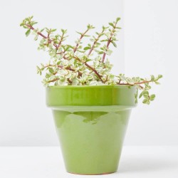 PORTULACARIA AFRA VARIEGATA M-13