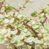 PORTULACARIA AFRA VARIEGATA M-13