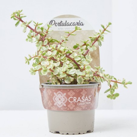 PORTULACARIA AFRA VARIEGATA M-13