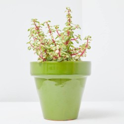 PORTULACARIA AFRA MEDIOPICTA M-13