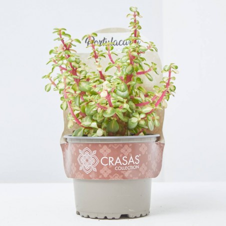 PORTULACARIA AFRA MEDIOPICTA M-13