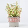 PORTULACARIA AFRA MEDIOPICTA M-13
