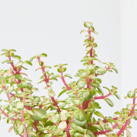 PORTULACARIA AFRA MEDIOPICTA M-13
