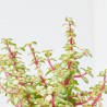 PORTULACARIA AFRA MEDIOPICTA M-13
