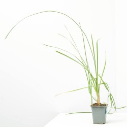 TYPHA LATIFOLIA (9X9)