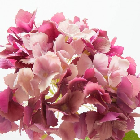 HORTENSIA SPRAY RT BURDEOS 52CM.