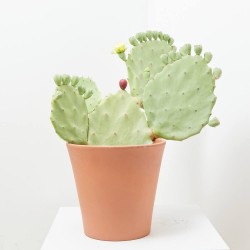 OPUNTIA UNDULATA MACETA 10L