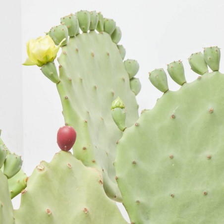 OPUNTIA UNDULATA MACETA 10L
