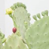 OPUNTIA UNDULATA MACETA 10L
