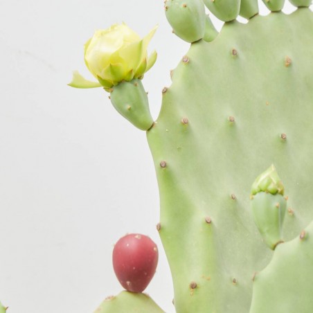 OPUNTIA UNDULATA MACETA 10L