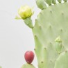 OPUNTIA UNDULATA MACETA 10L