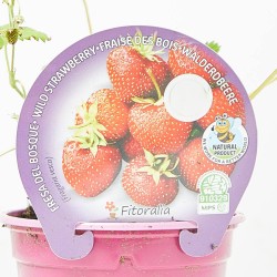 FRESA DEL BOSQUE MACETA 11CM