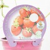 FRESA DEL BOSQUE MACETA 11CM