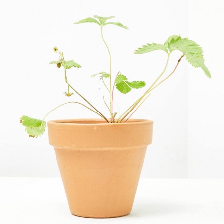 FRESA DEL BOSQUE MACETA 11CM