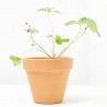 FRESA DEL BOSQUE MACETA 11CM