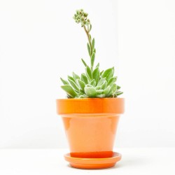 ECHEVERIA SETOSA MACETA 13CM