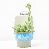ECHEVERIA SETOSA MACETA 13CM