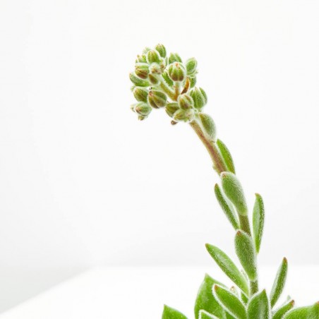 ECHEVERIA SETOSA MACETA 13CM