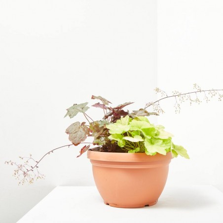 HEUCHERA TARRINA 6 LITROS
