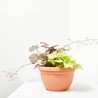 HEUCHERA TARRINA 6 LITROS