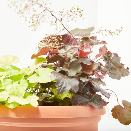 HEUCHERA TARRINA 6 LITROS