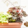HEUCHERA TARRINA 6 LITROS