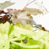 HEUCHERA TARRINA 6 LITROS