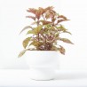 HYPOESTES MACETA 13CM