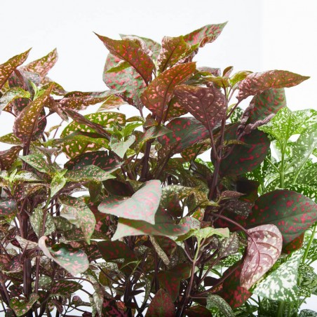 HYPOESTES MACETA 13CM
