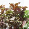 HYPOESTES MACETA 13CM