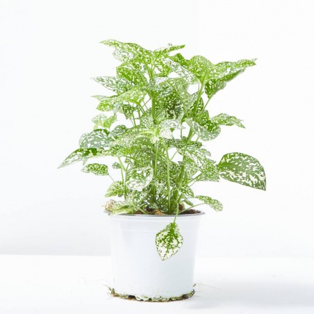 HYPOESTES MACETA 13CM