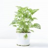 HYPOESTES MACETA 13CM
