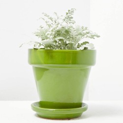 CINERARIA MARITIMA M-13