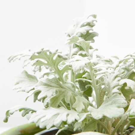 CINERARIA MARITIMA M-13