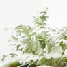CINERARIA MARITIMA M-13