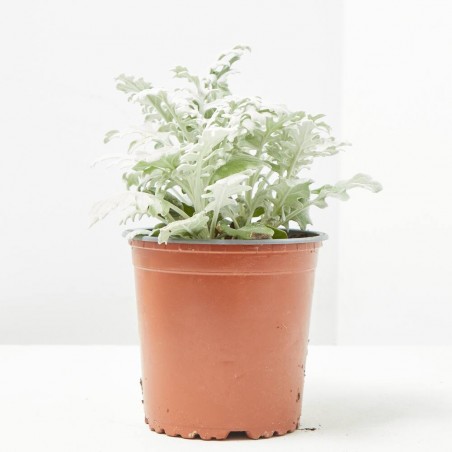 CINERARIA MARITIMA M-13