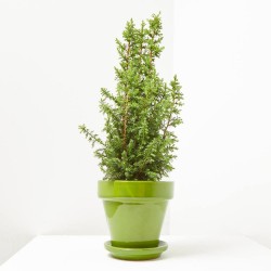 CHAMAECYPARIS TOP POINT MAETA 13CM